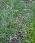 Cherokee sedge